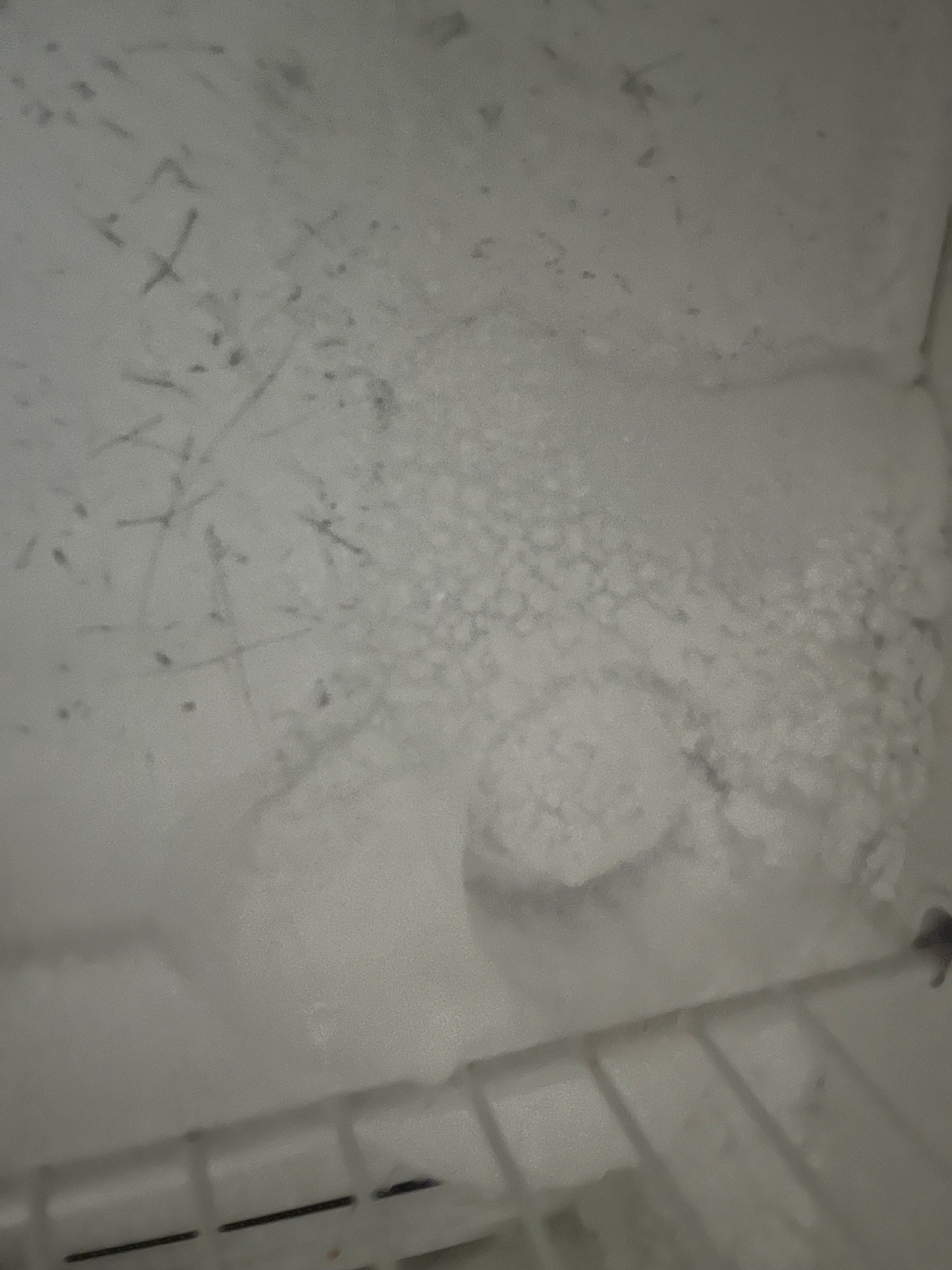 Refrigerator with Heavy Frost Buildup - Like New - Houston, TX, photo 2 of 10